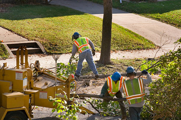 Best Tree Removal Near Me  in Gibson, AR